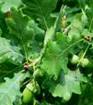 Farnia - Quercus robur