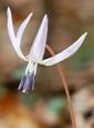 Dente di cane - Erythronium dens-canis