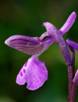 Giglio caprino - Orchis morio L.